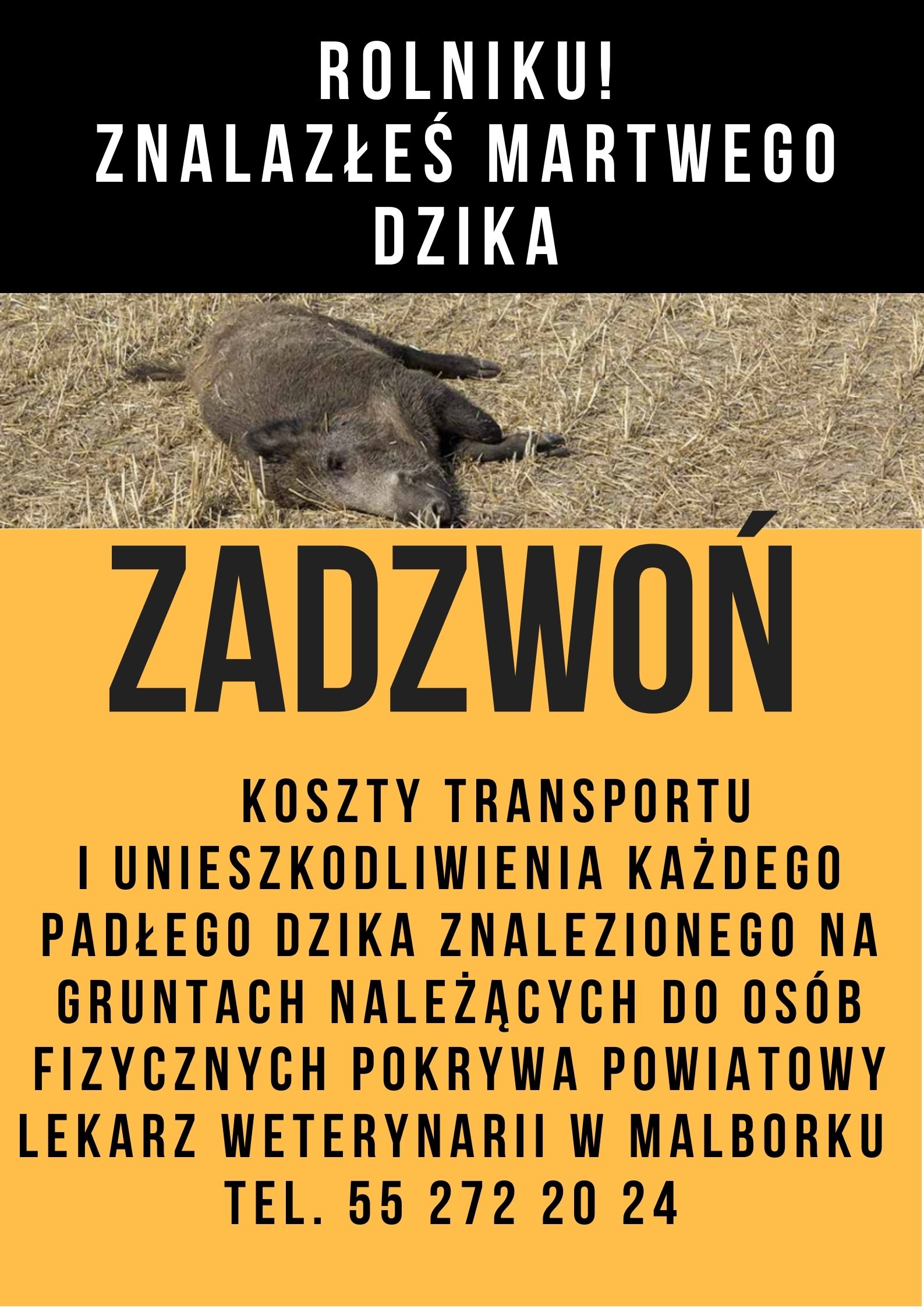 Padły dzik